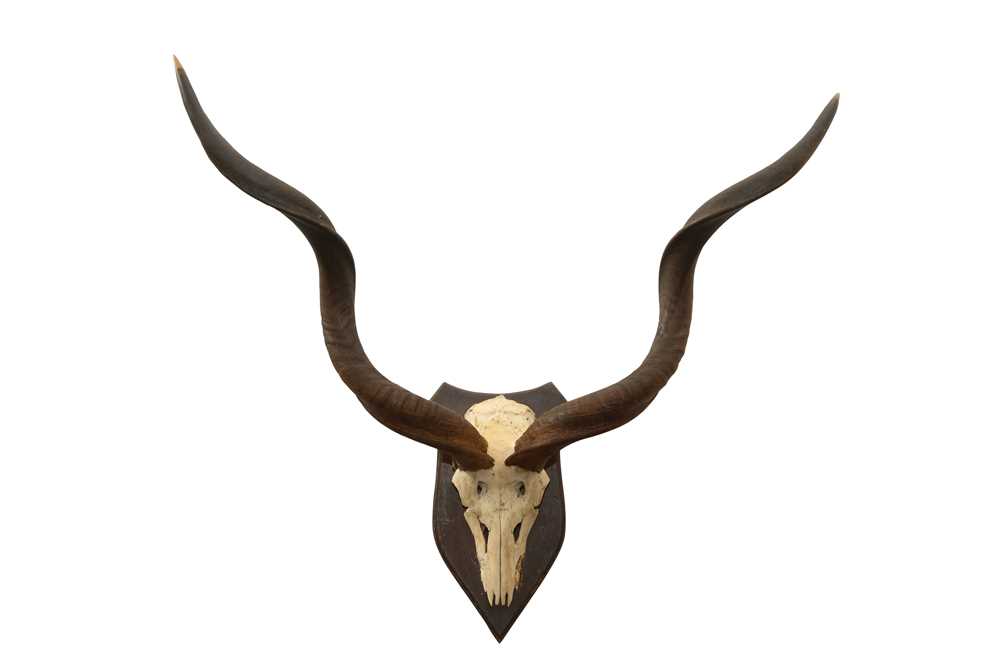 Lot 52 - TAXIDERMY:  A PAIR OF GREATER KUDU (TRAGELAPHUS STREPSICEROS) HORNS AND SKULL ON SHILED