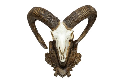 Lot 53 - TAXIDERMY: A PAIR OF EUROPEAN MOUFLON (OVIS ARIES MUSIMON) HORNS AND SKULL ON CARVED WALL MOUNT