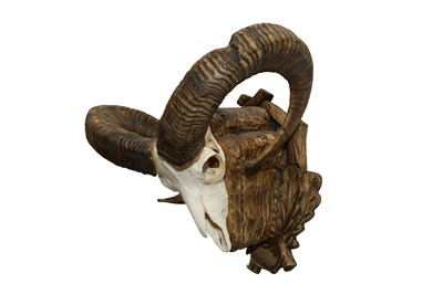 Lot 53 - TAXIDERMY: A PAIR OF EUROPEAN MOUFLON (OVIS ARIES MUSIMON) HORNS AND SKULL ON CARVED WALL MOUNT