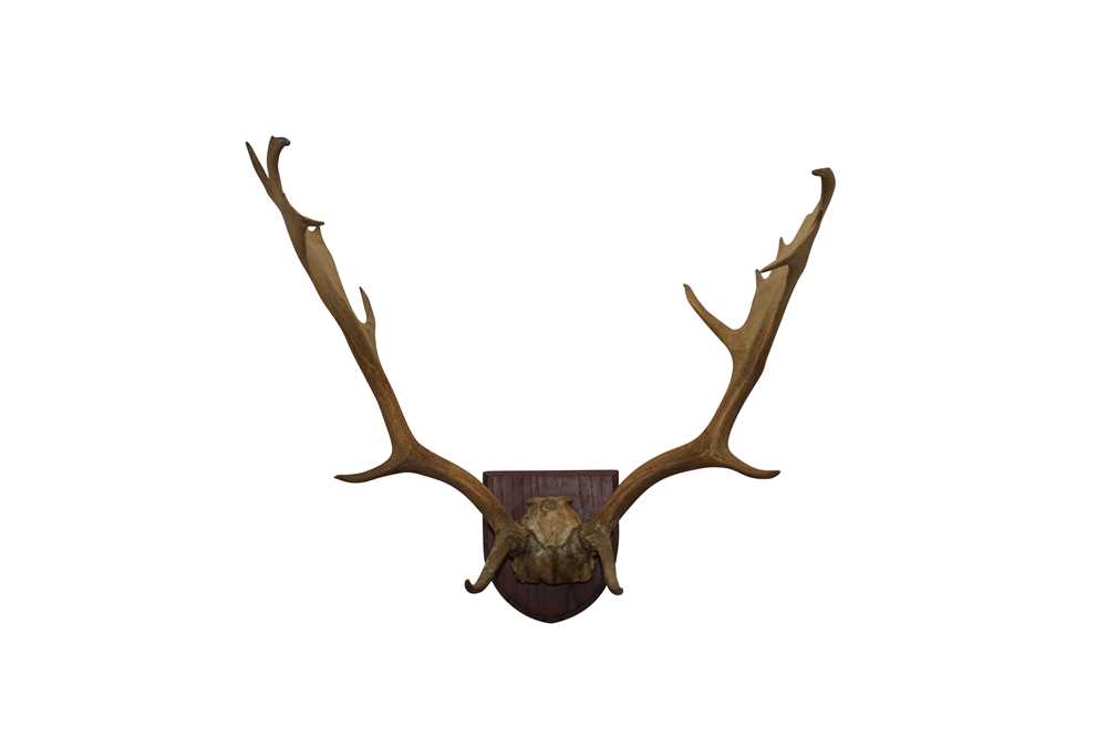 Lot 61 - TAXIDERMY: A PAIR OF FALLOW BUCK ANTLERS