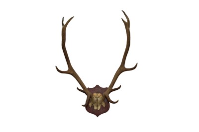 Lot 167 - TAXIDERMY: A PAIR OF RED STAG ANTLERS
