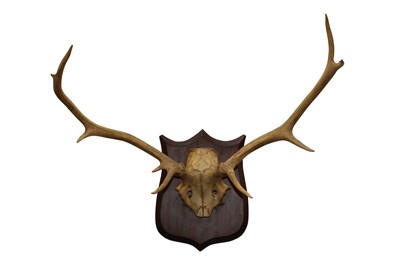 Lot 197 - TAXIDERMY: A PAIR OF RED STAG ANTLERS