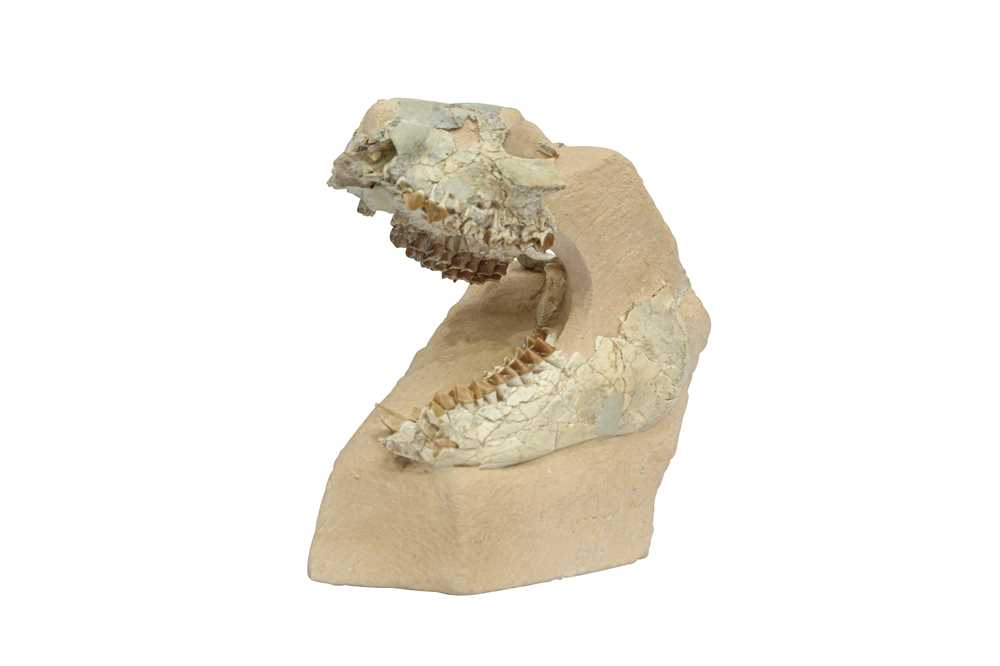 Lot 297 - FOSSIL: OREODONT SKULL IN ORIGINAL MATRIX