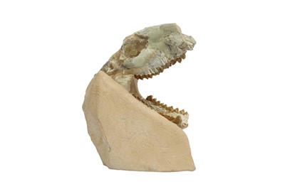 Lot 297 - FOSSIL: OREODONT SKULL IN ORIGINAL MATRIX