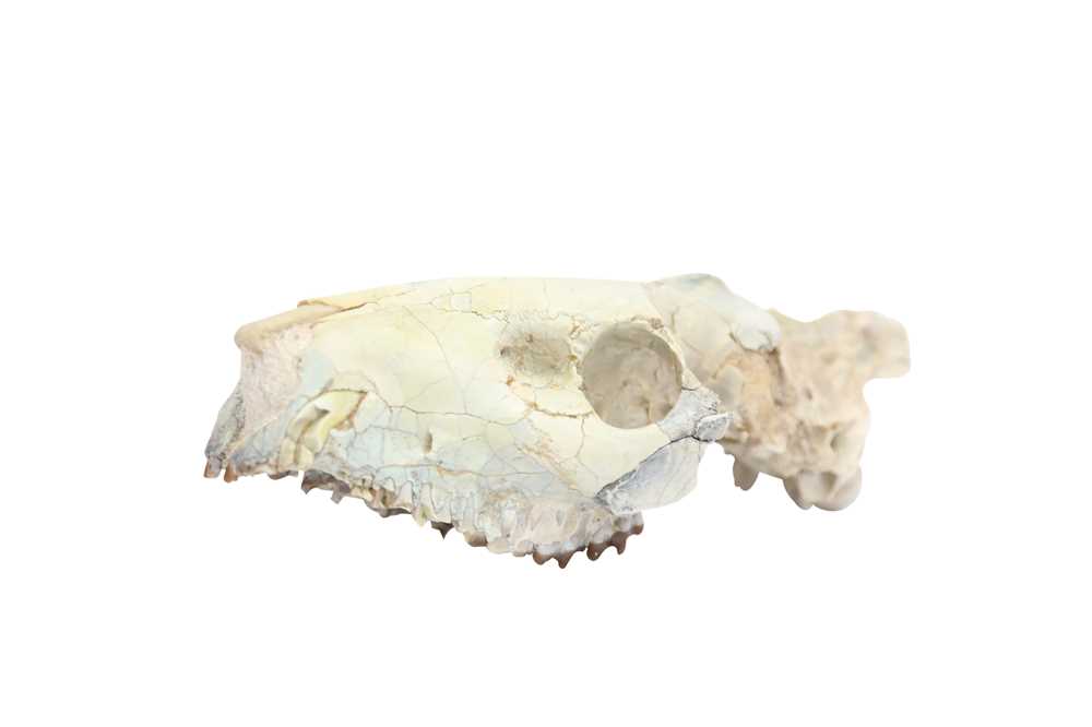 Lot 293 - AN OREODONT SKULL