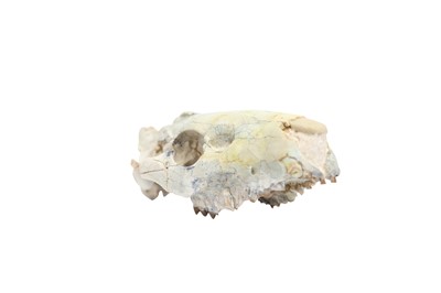 Lot 293 - AN OREODONT SKULL