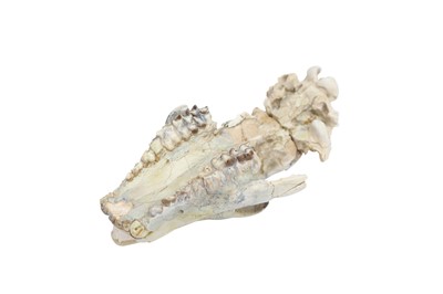 Lot 293 - AN OREODONT SKULL