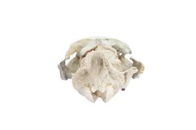 Lot 293 - AN OREODONT SKULL
