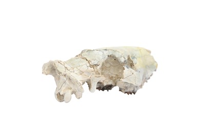 Lot 293 - AN OREODONT SKULL