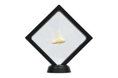 Lot 110 - TAXIDERMY/ NATURAL HISTORY: A SPECIMEN OF A GREAT WHITE SHARK ( CARCHARODON CARCHARIAS) TOOTH