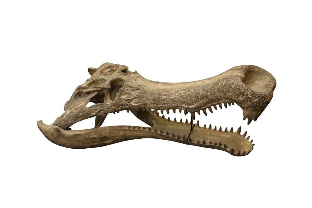 Lot 231 - NATURAL HISTORY: MODEL SARCOSUCHUS CROCODILE 'SUPERCROC' SKULL