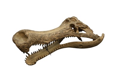 Lot 231 - NATURAL HISTORY: MODEL SARCOSUCHUS CROCODILE 'SUPERCROC' SKULL