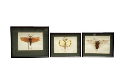 Lot 99 - TAXIDERMY/ ENTOMOLOGY: THREE WINGED INSECTS IN GLAZED DISPLAY CASES