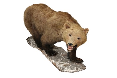 Lot 217 - TAXIDERMY: GRIZZLY BROWN BEAR (URSUS ARCTOS), LATE 19TH CENTURY, FULL MOUNT ON ALL FOURS