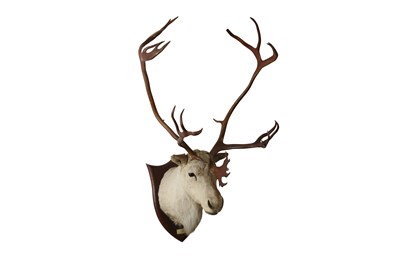 Lot 226 - TAXIDERMY: REINDEER (RANGIFER TARANDUS) BY PETER SPICER & SONS, CIRCA 1937