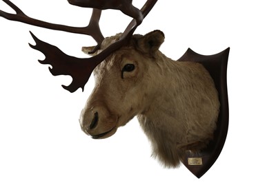 Lot 226 - TAXIDERMY: REINDEER (RANGIFER TARANDUS) BY PETER SPICER & SONS, CIRCA 1937