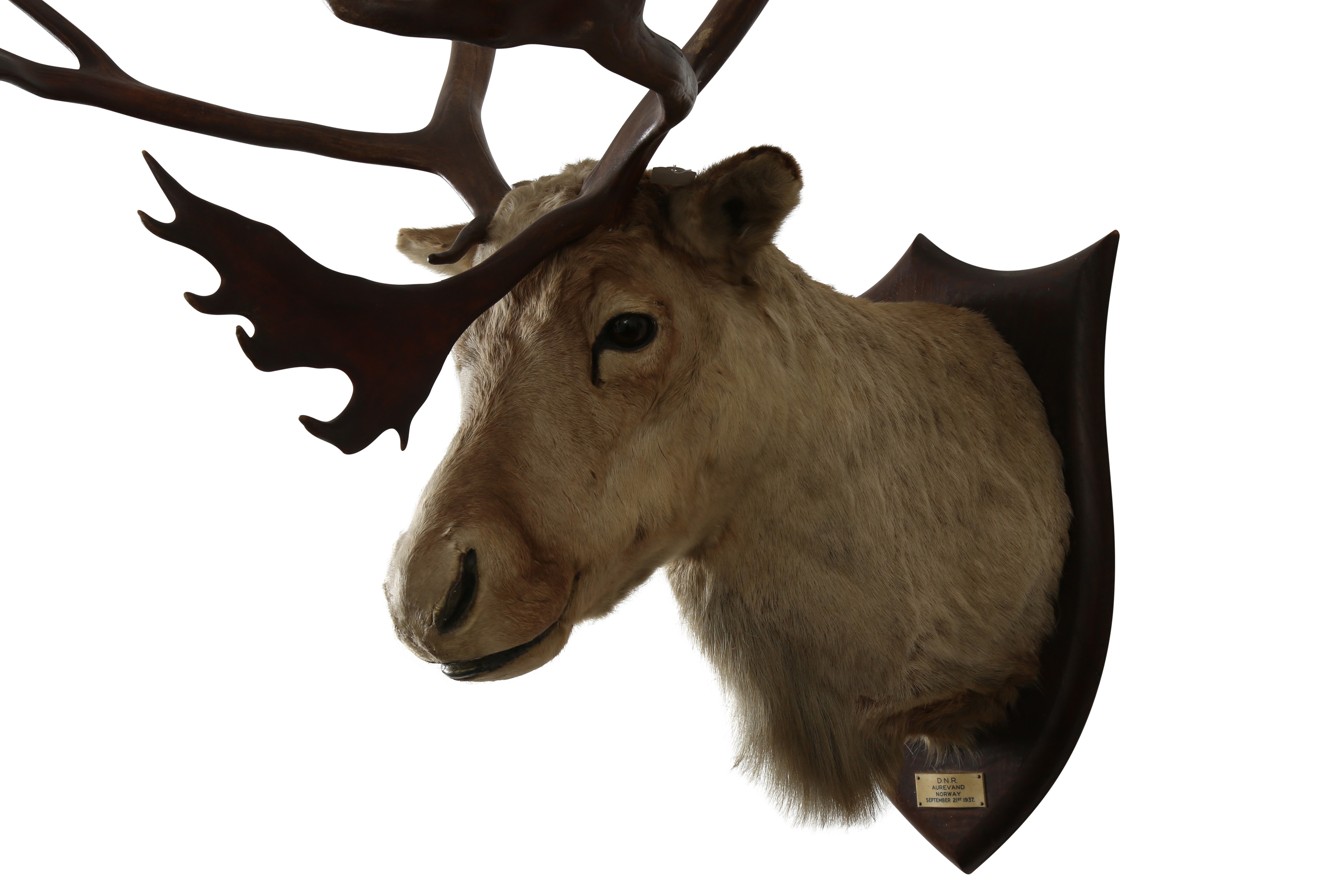 Lot 226 - TAXIDERMY: REINDEER (RANGIFER TARANDUS) BY