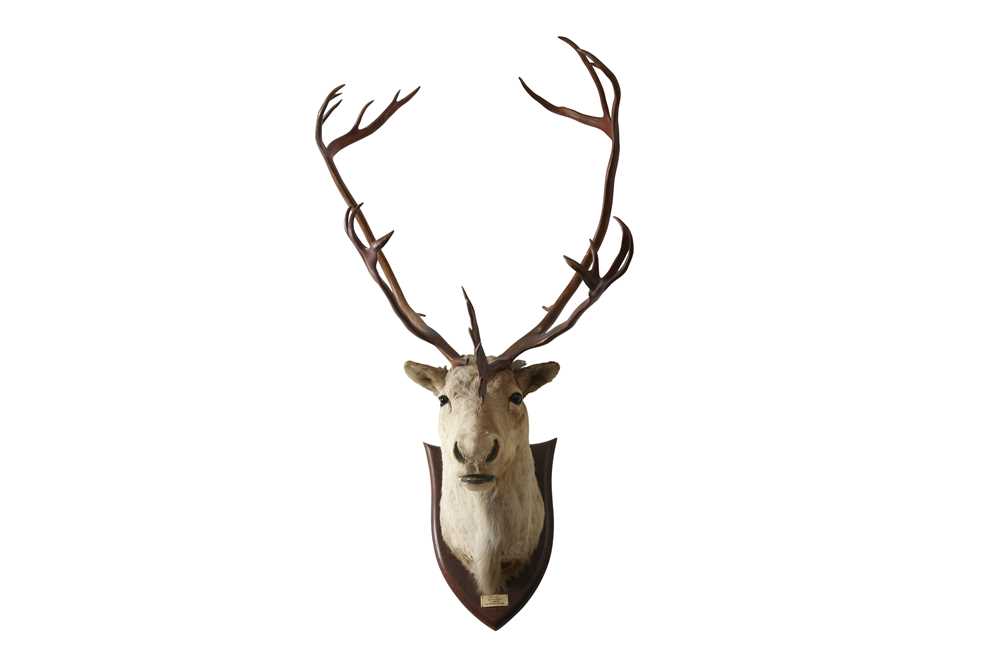 Lot 226 - TAXIDERMY: REINDEER (RANGIFER TARANDUS) BY PETER SPICER & SONS, CIRCA 1937