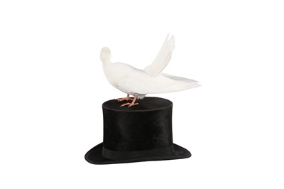 Lot 68 - TAXIDERMY:'A MAGICIAN'S ASSISTANT' WHITE DOVE ON TOP HAT