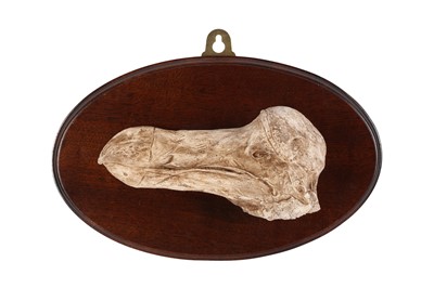 Lot 111 - TAXIDERMY / NATURAL HISTORY: A PLASTER CAST OF A DODO HEAD