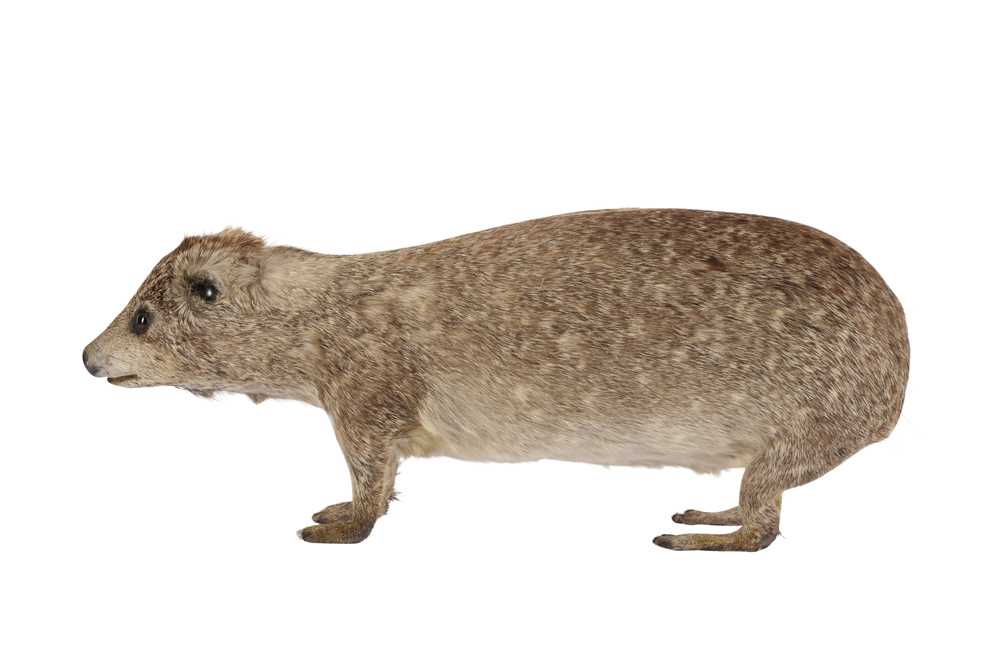 Lot 229 - TAXIDERMY: BUSH HYRAX(HETEROHYRAX BRUCEI)