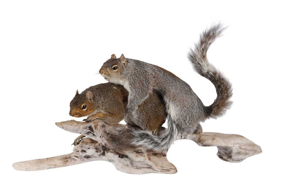 Lot 28 - TAXIDERMY: 'AMOROUS SQUIRRELS'