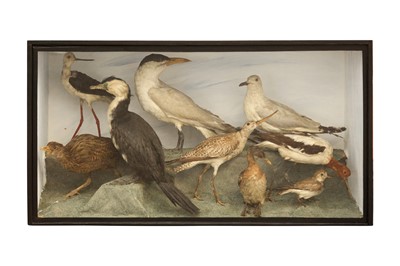 Lot 122 - TAXIDERMY: A RARE CASE OF NEW ZEALAND BIRDS, LATE 19TH CENTURY