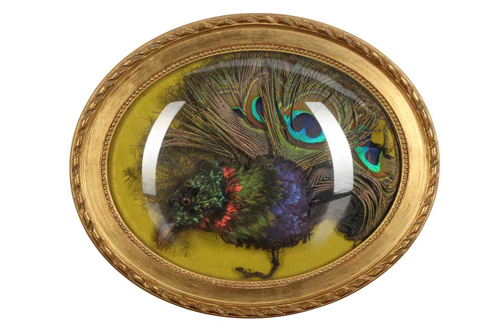 Lot 81 - TAXIDERMY: AN EXOTIC BIRD HEAD AND FEATHERS IN WALL DOME