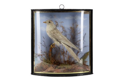 Lot 206 - TAXIDERMY: EUROPEAN CUCKOO (CUCULUS CANORUS) IN GLASS CASE BY JOHN COOPER & SON