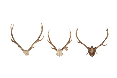 Lot 57 - THREE SETS OF DEER ANTLERS INCLUDING ONE DATED 1904