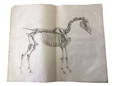 Lot 644 - Stubbs: Anatomy of the Horse