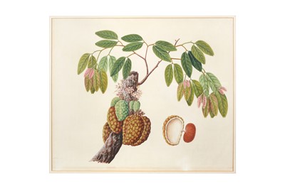 Lot 388 - A COMPANY SCHOOL BOTANICAL STUDY OF A PLANT WITH A CLUSTER OF FRUITS