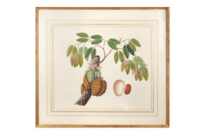 Lot 262 - A COMPANY SCHOOL BOTANICAL STUDY OF A PLANT WITH A CLUSTER OF FRUITS