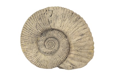 Lot 1101 - A CAST OF A LARGE AND WELL FORMED AMMONITE