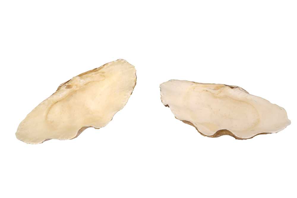 Lot 312 Two Giant Clam Shells Tridacna Gigas