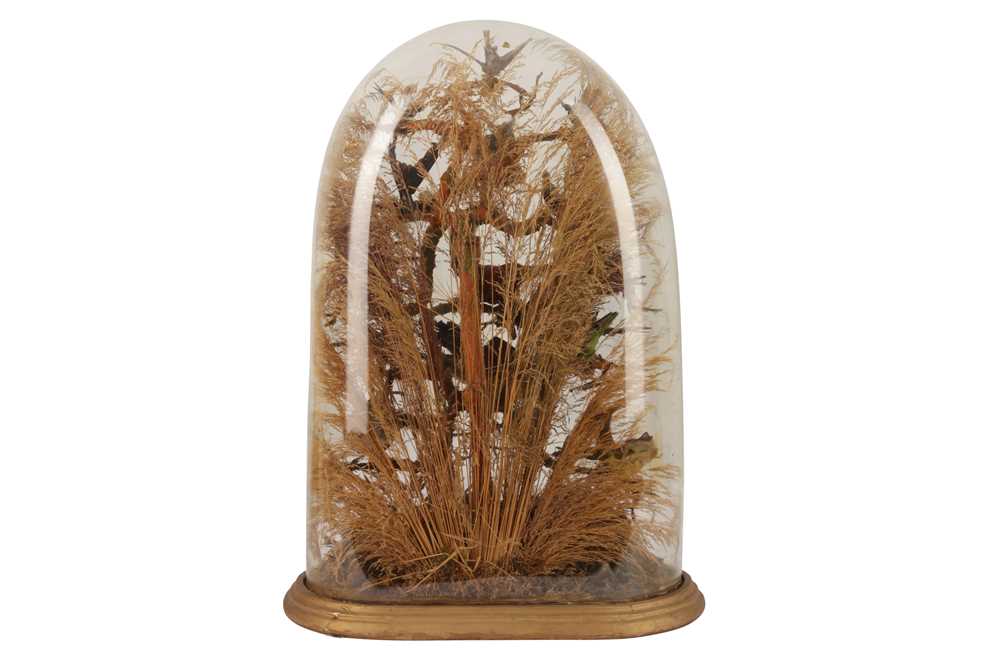 Lot 865 - A LATE VICTORIAN TAXIDERMY DIORAMA OF EXOTIC BIRDS