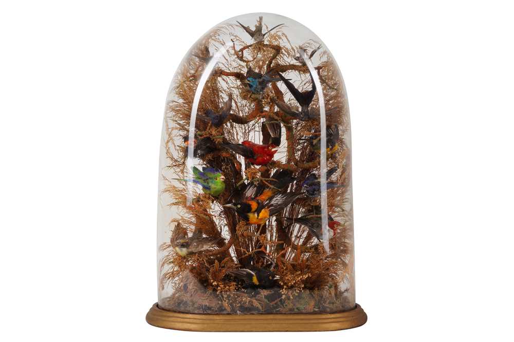 Lot 333 - A LATE VICTORIAN TAXIDERMY DIORAMA OF EXOTIC BIRDS