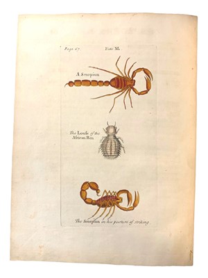 Lot 170 - Albin (Eleazar) A Natural History of Spiders and other Curious Insects