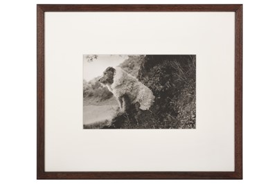 Lot 357 - Ari Ashley (xx)