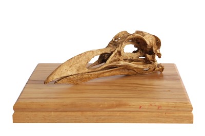 Lot 308 - TAXIDERMY: A CAST OF A GREAT AUK SKULL (PINGUINUS IMPENNIS)