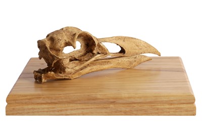 Lot 308 - TAXIDERMY: A CAST OF A GREAT AUK SKULL (PINGUINUS IMPENNIS)