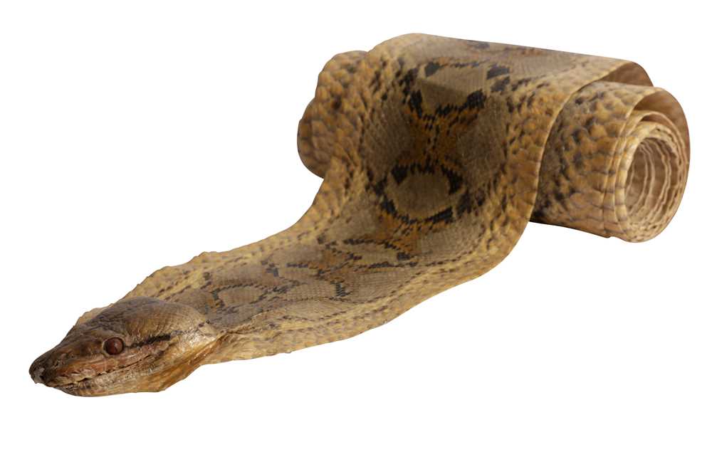 Lot 306 TAXIDERMY AN AFRICAN ROCK PYTHON PYTHON   177499 0 Medium 