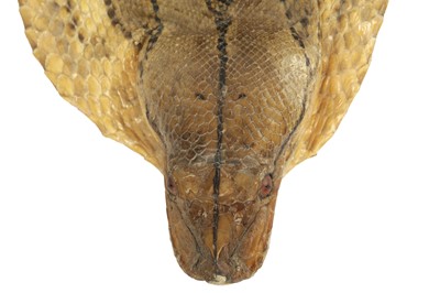 Lot 306 - TAXIDERMY: AN AFRICAN ROCK PYTHON (PYTHON SEBAE) WITH TAXIDERMY HEAD