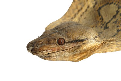 Lot 306 - TAXIDERMY: AN AFRICAN ROCK PYTHON (PYTHON SEBAE) WITH TAXIDERMY HEAD
