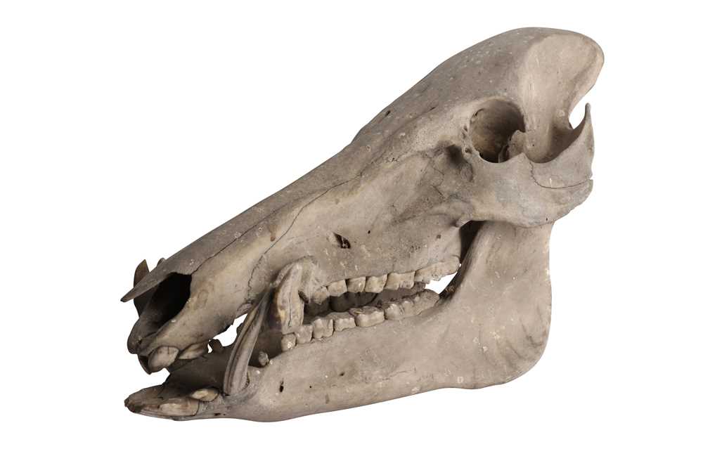 Lot 442 - TAXIDERMY: A BRITISH WILD BOAR SKULL (SUS SCROFA), 17TH CENTURY