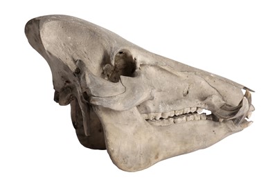 Lot 442 - TAXIDERMY: A BRITISH WILD BOAR SKULL (SUS SCROFA), 17TH CENTURY