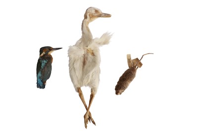 Lot 309 - A COLLECTION OF TAXIDERMY STUDY SKINS, LATE 19TH CENTURY