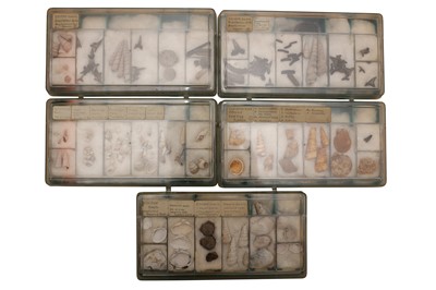 Lot 316 - AN EXTENSIVE MARINE FOSSIL COLLECTION