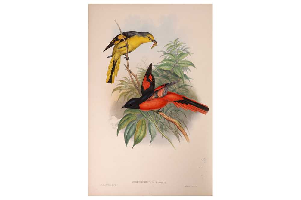 Lot 113 - Gould. Birds of Asia. vol. 2 only, 74 0f 75 hand-coloured plates
