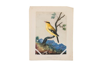 Lot 552 - FIVE MICA PAINTINGS OF EXOTIC INDIAN BIRDS